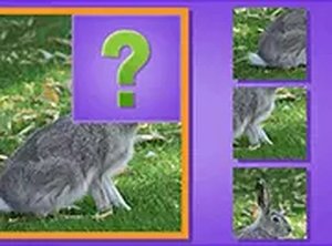Animal Scene Match Puzzle